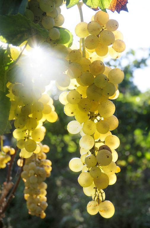 Albergo 'La Vigna' โปรชิดา ภายนอก รูปภาพ