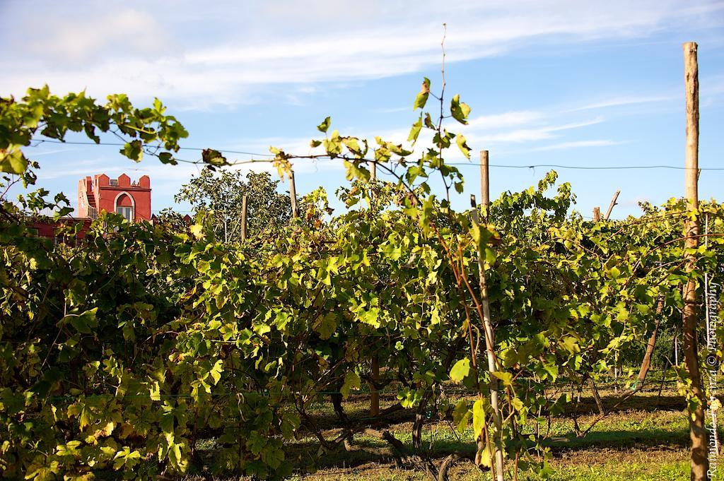 Albergo 'La Vigna' โปรชิดา ภายนอก รูปภาพ