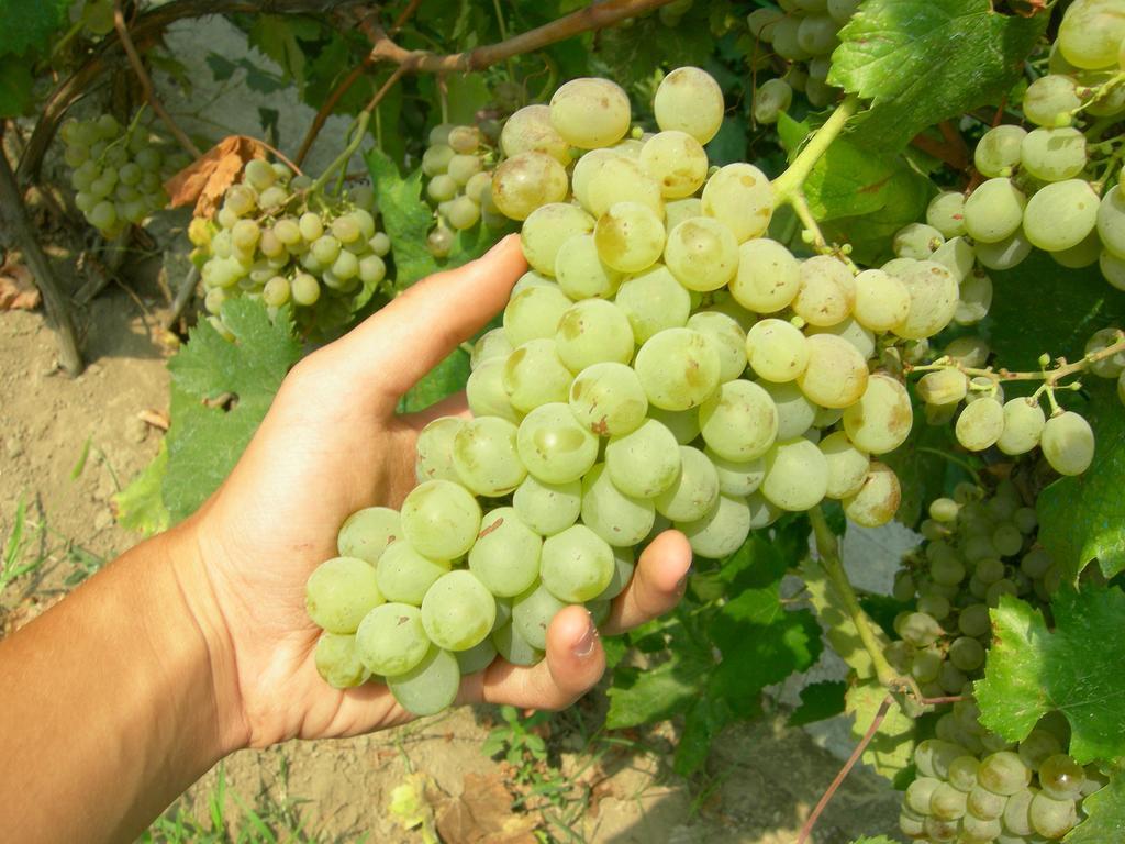 Albergo 'La Vigna' โปรชิดา ภายนอก รูปภาพ